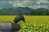 et si les canards vivaient dans des champs...